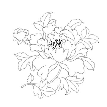 牡丹線描