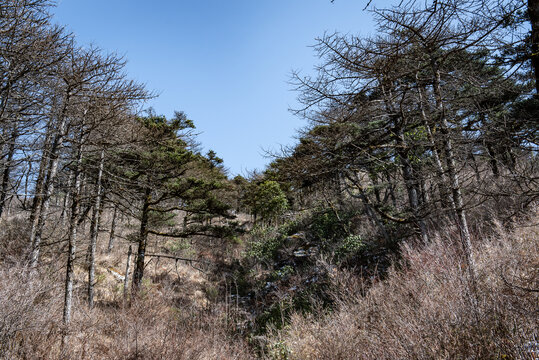 西安朱雀国家森林公园树木