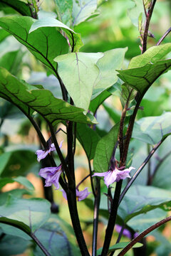 茄子开花