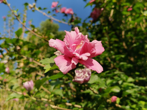 木槿花