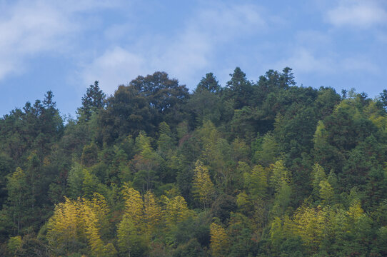 秋季山林风景
