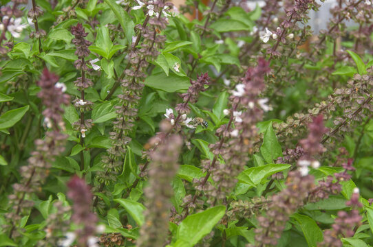 罗勒芳香植物