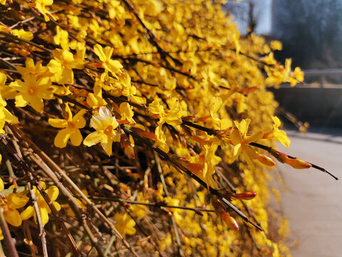 迎春花