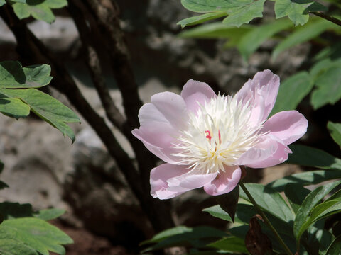 芍药花