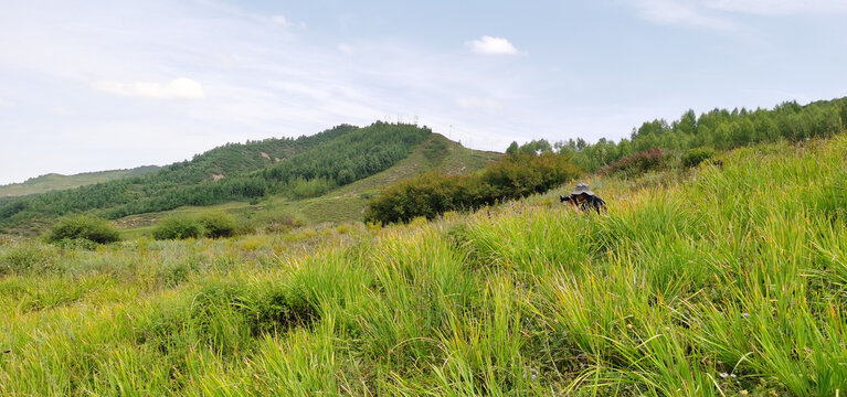 山坡草地