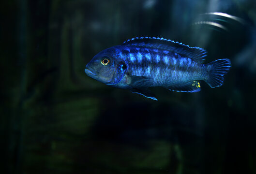 蓝宝石鱼