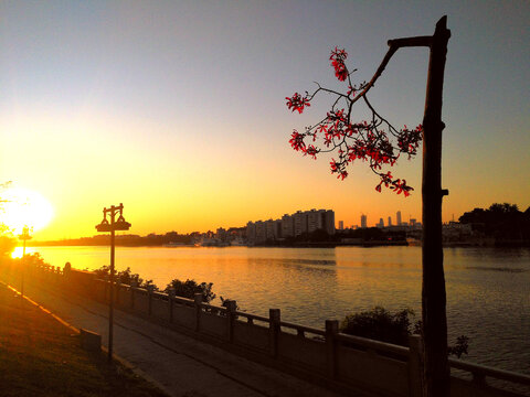 夕阳下的木棉树