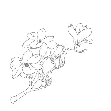 玉蘭白描