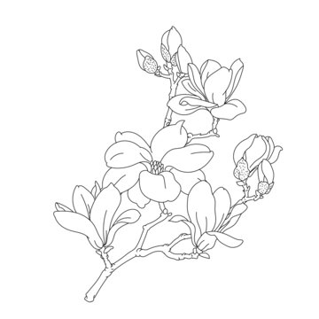 玉蘭白描