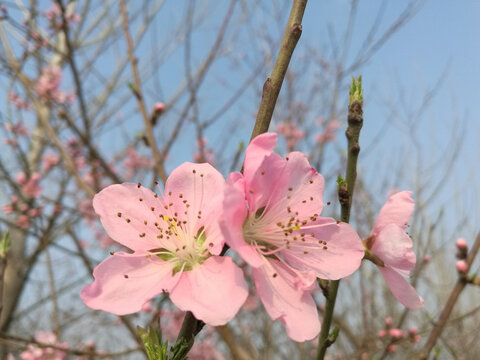 粉红的桃花三结义