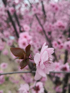 粉白桃花伴新芽开