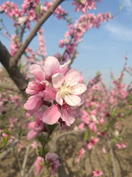 粉白桃花伴依相伴开