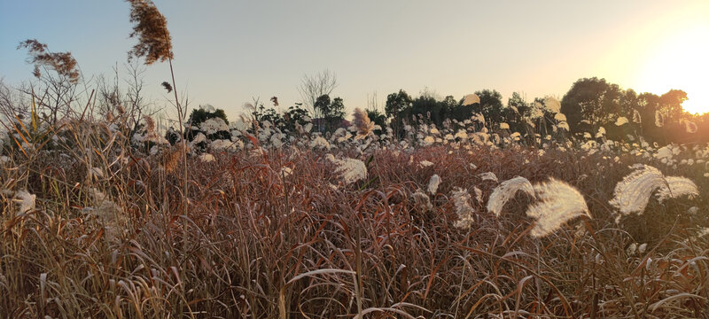 夕阳下的芦狄