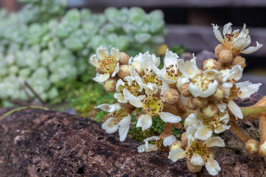 枇杷树开花