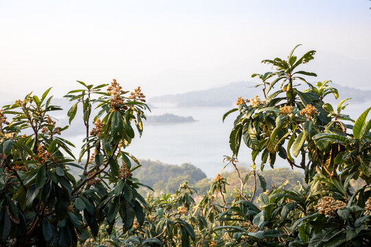 枇杷树开花