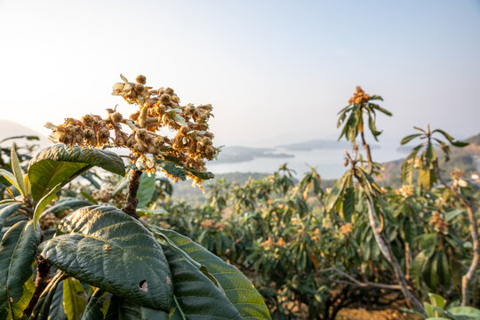 枇杷树开花