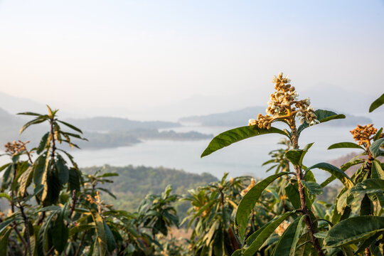 枇杷树开花