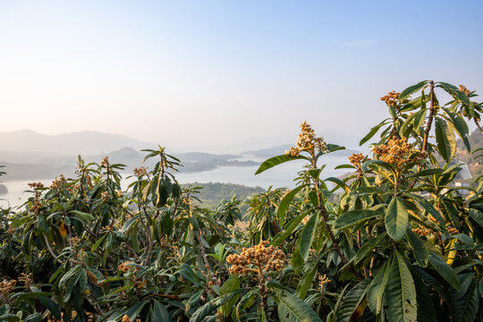 枇杷树开花