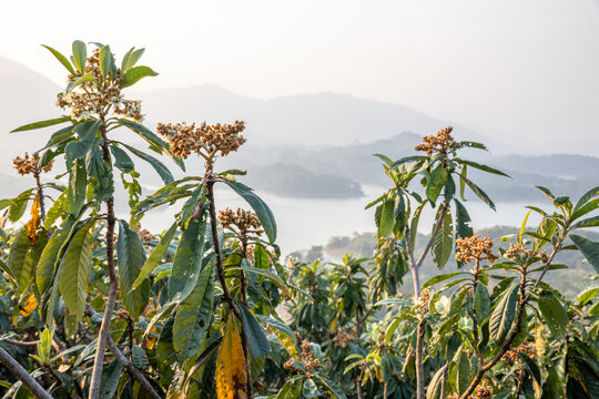 枇杷花