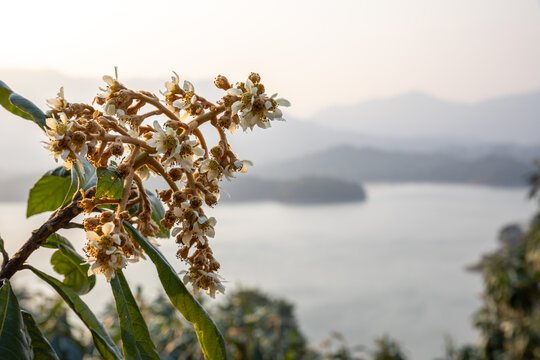 枇杷花