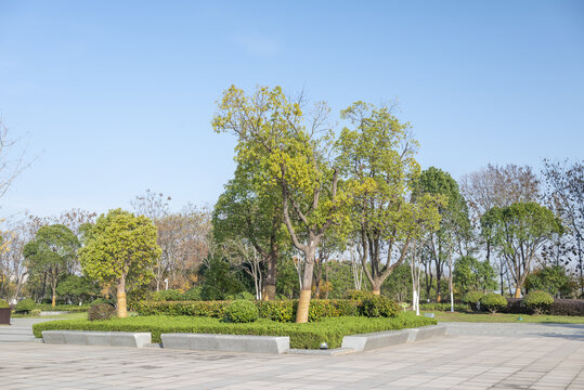 蓝天公园绿树