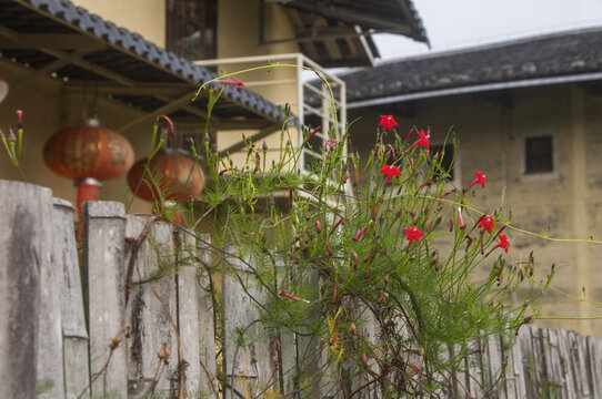 乡村农家种植的茑萝