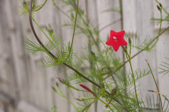 茑萝松花朵叶子