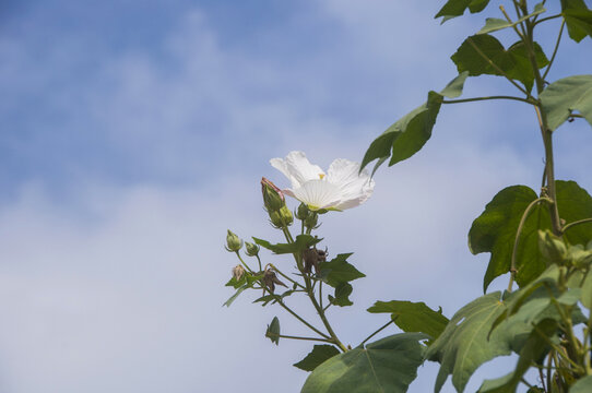 白色木槿花枝