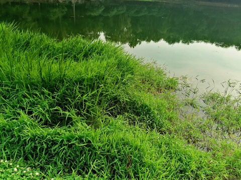 河边绿草