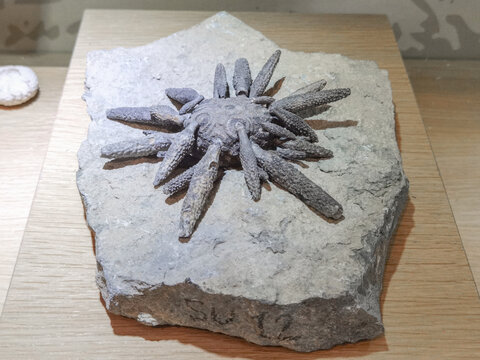 古生物海胆化石
