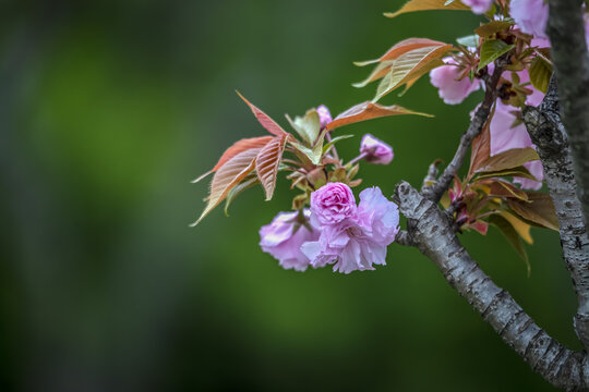 唯美粉红色樱花图片