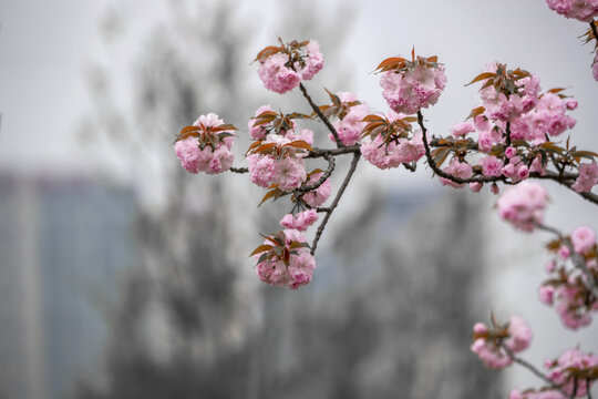 唯美粉红色樱花图片