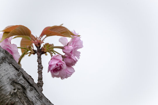 高调粉红色重瓣樱花图片