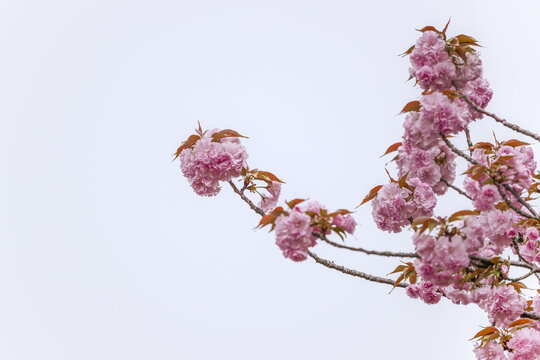 高调粉红色重瓣樱花图片