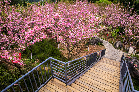 樱花沟的满山樱花