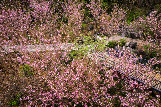 满山樱花树