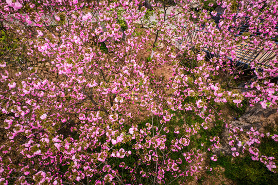 满山樱花树