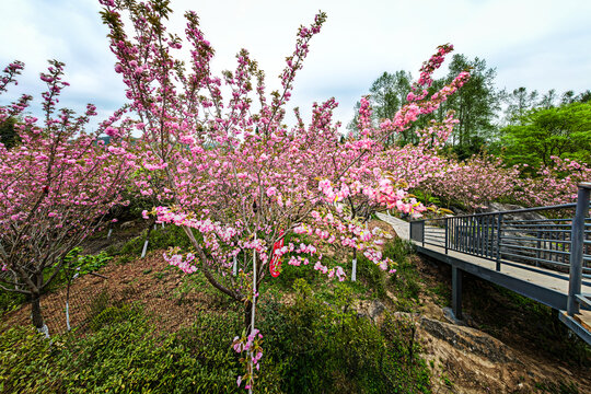 满山樱花树