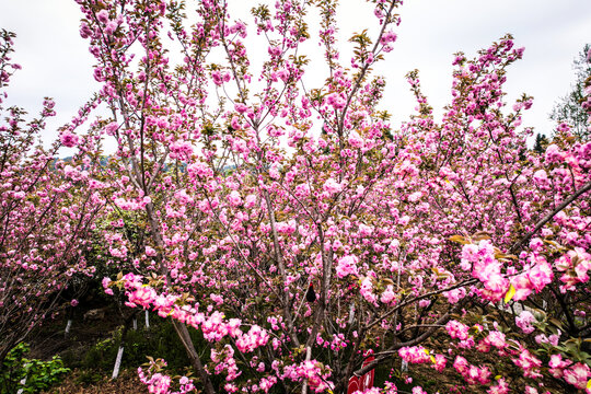 满山樱花树