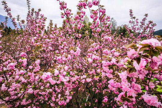 满山樱花树