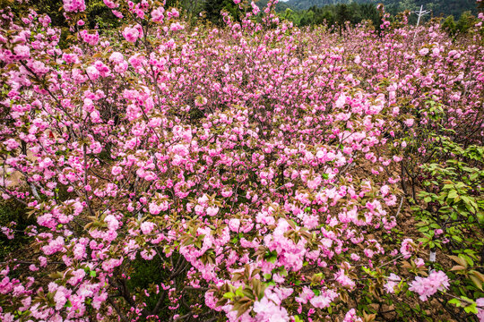 满山樱花树