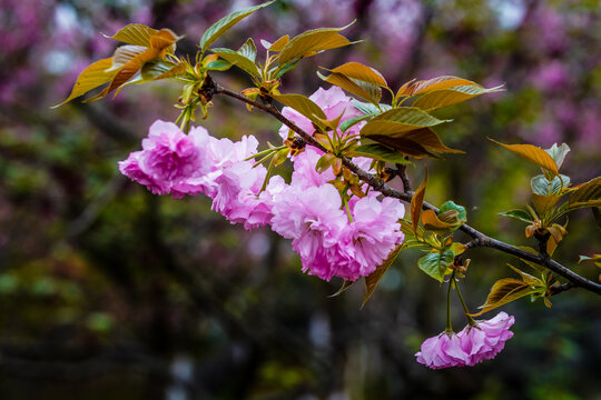 樱花