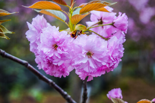 樱花