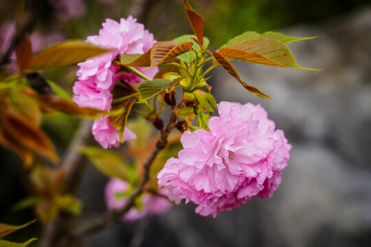 樱花