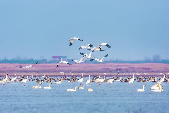 鹤舞鄱湖