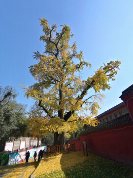 湖北当阳玉泉寺千年古银杏树