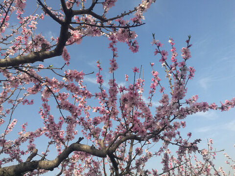 粉红桃花一树怒放映蓝天