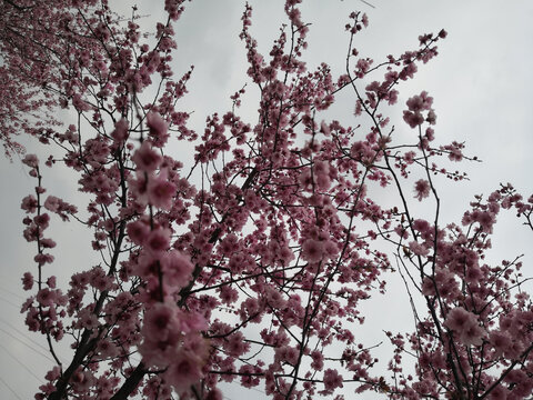 粉红桃花一树繁花盛开