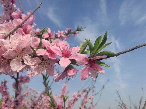 粉红桃花盛开伴新绿