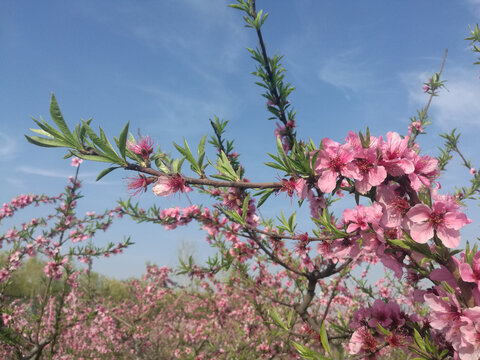 粉红桃花盛开伴新芽